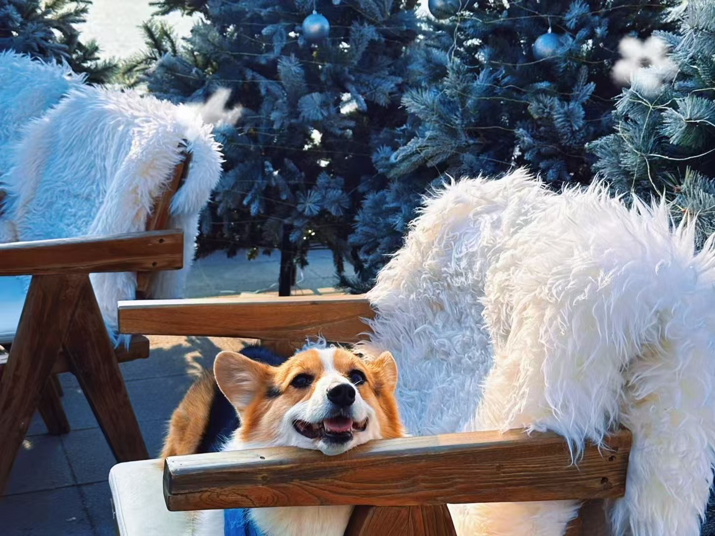 Explore Joyful Moments with Your Furry Friend