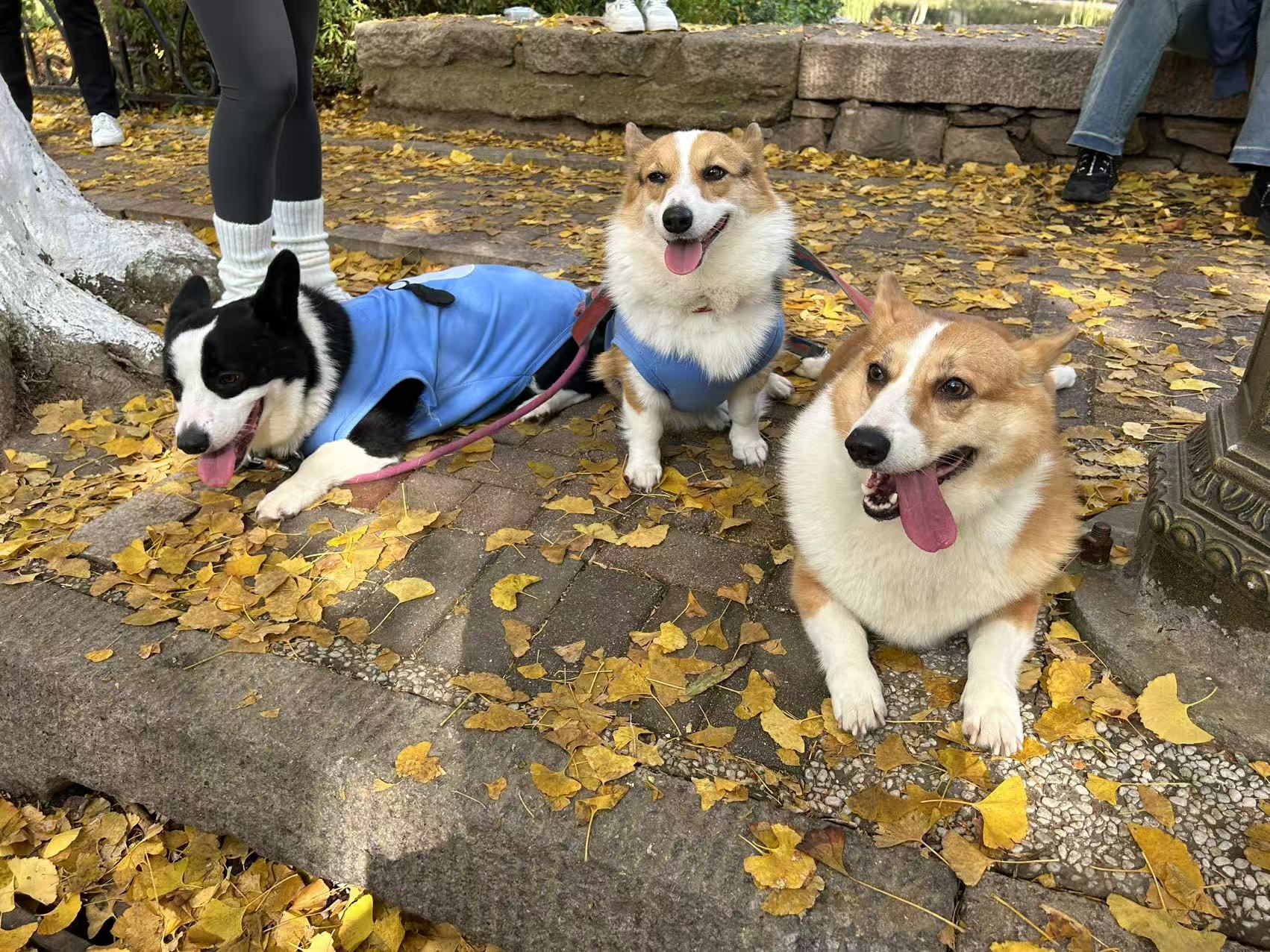 Healthy Treats, Happy Pets