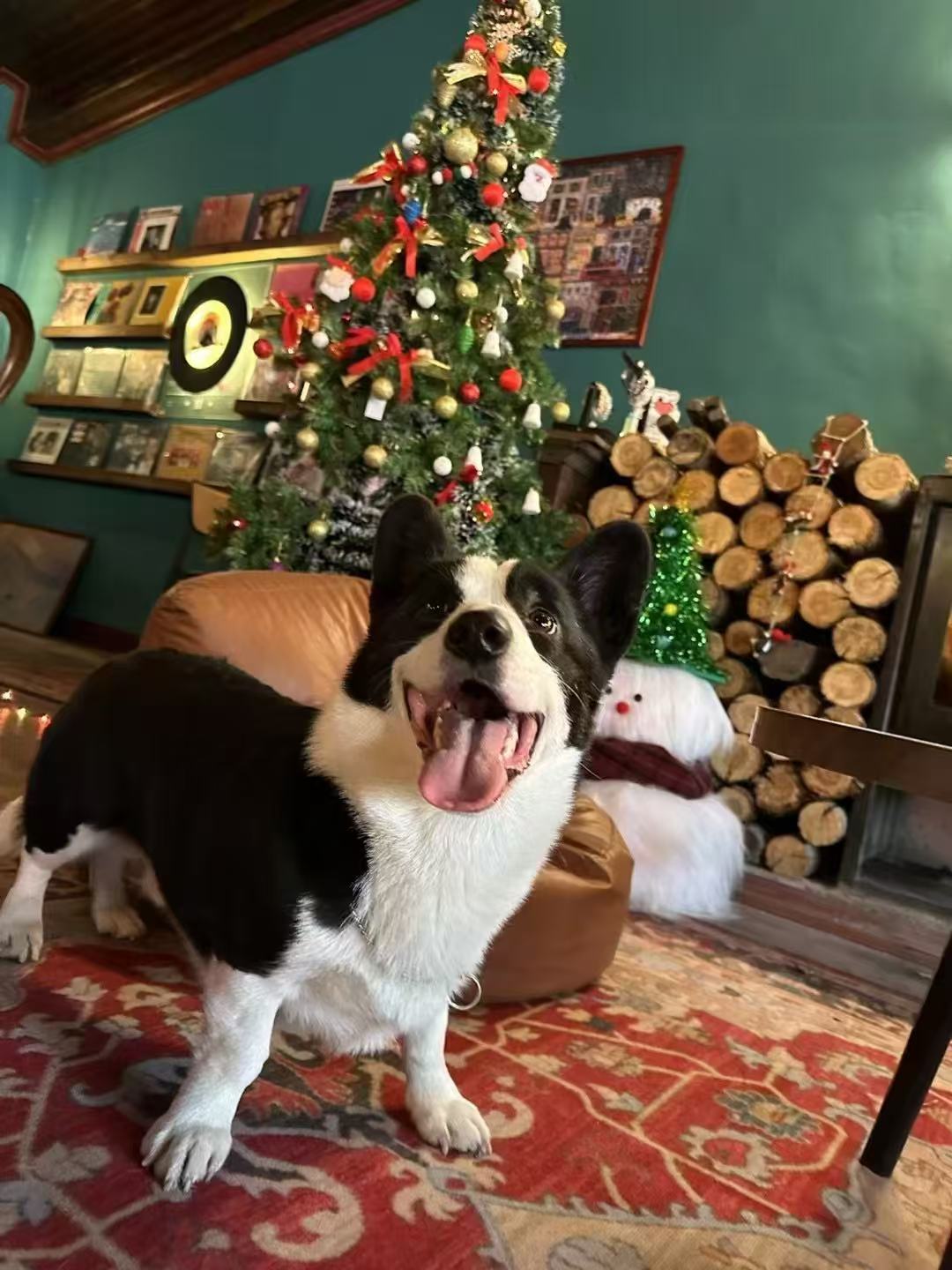 Celebrate Christmas with Love – For You and Your Furry Friend